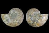 Agate Replaced Ammonite Fossil - Madagascar #169004-1
